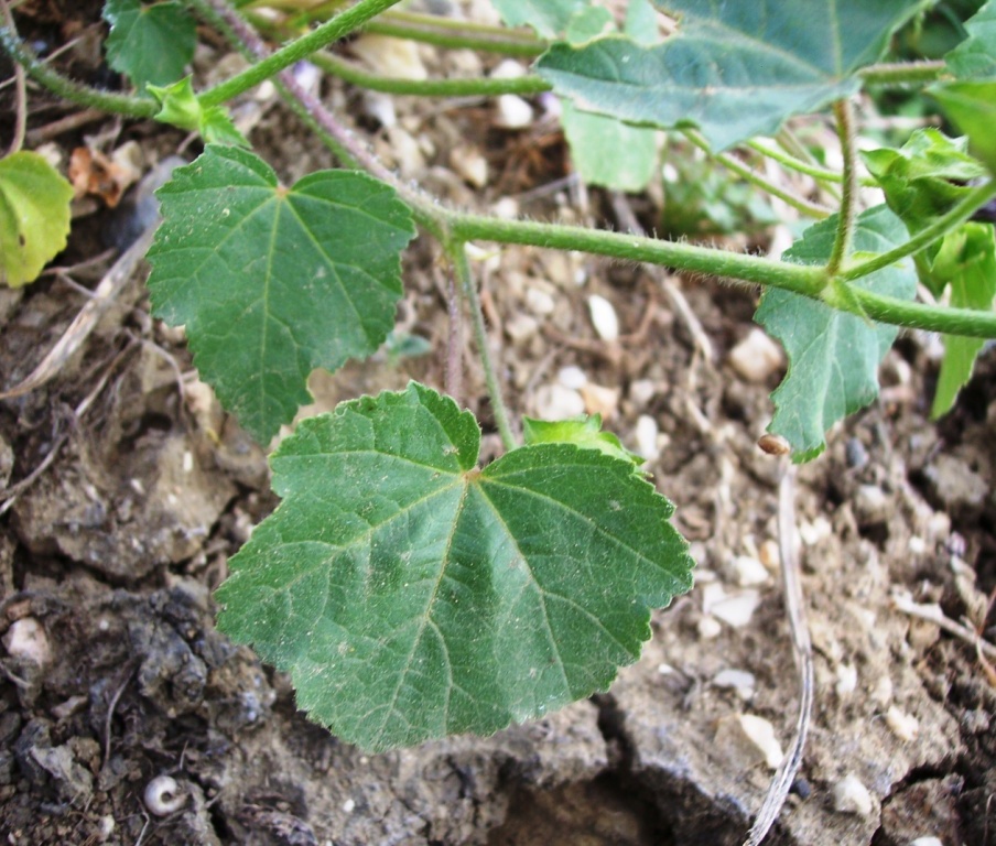 Malva trimestris / Malva reale